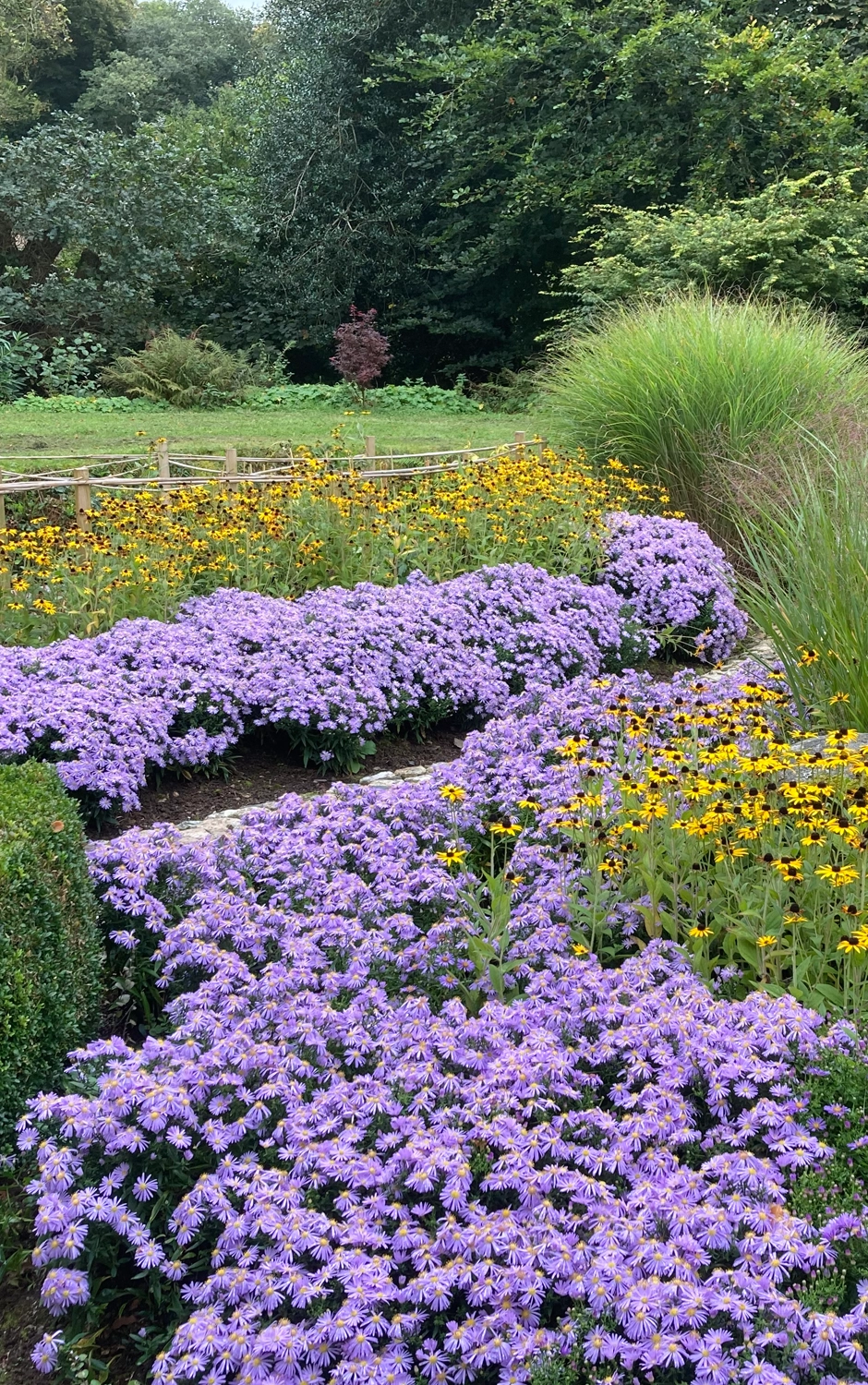 Aster amellus, the European Michaelmas daisy